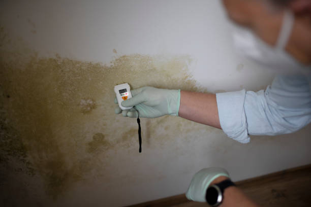 Mold Removal Process in Pebble Creek, FL